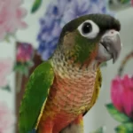 Green cheek conure - Yellowsided